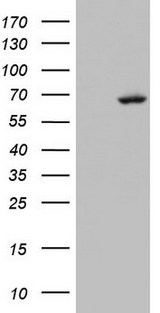 ARIH2 Antibody - HEK293T cells were transfected with the pCMV6-ENTRY control (Left lane) or pCMV6-ENTRY ARIH2 (Right lane) cDNA for 48 hrs and lysed. Equivalent amounts of cell lysates (5 ug per lane) were separated by SDS-PAGE and immunoblotted with anti-ARIH2.