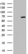 ARIH2 Antibody - HEK293T cells were transfected with the pCMV6-ENTRY control (Left lane) or pCMV6-ENTRY ARIH2 (Right lane) cDNA for 48 hrs and lysed. Equivalent amounts of cell lysates (5 ug per lane) were separated by SDS-PAGE and immunoblotted with anti-ARIH2.