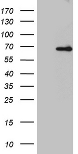 ARIH2 Antibody - HEK293T cells were transfected with the pCMV6-ENTRY control. (Left lane) or pCMV6-ENTRY ARIH2. (Right lane) cDNA for 48 hrs and lysed