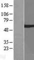 ARIH2 Protein - Western validation with an anti-DDK antibody * L: Control HEK293 lysate R: Over-expression lysate