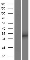 ARIH2OS / C3orf71 Protein - Western validation with an anti-DDK antibody * L: Control HEK293 lysate R: Over-expression lysate