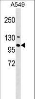 Arkadia / RNF111 Antibody - RNF111 Antibody western blot of A549 cell line lysates (35 ug/lane). The RNF111 antibody detected the RNF111 protein (arrow).