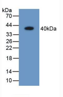 ARL1 Antibody - Western Blot; Sample: Recombinant ARL1, Human.