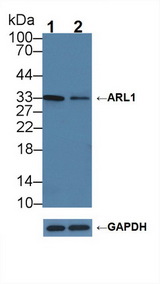 ARL1 Antibody - Knockout Varification: Lane 1: Wild-type HCT116 cell lysate; Lane 2: ARL1 knockout HCT116 cell lysate; Predicted MW: 36kd Observed MW: 33kd Primary Ab: 3µg/ml Rabbit Anti-Human ARL1 Antibody Second Ab: 0.2µg/mL HRP-Linked Caprine Anti-Rabbit IgG Polyclonal Antibody