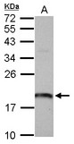ARL1 Antibody - Sample (30 ug of whole cell lysate) A: U87-MG 12% SDS PAGE ARL1 antibody diluted at 1:1000