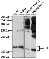 ARL1 Antibody - Western blot analysis of extracts of various cell lines, using ARL1 antibody at 1:1000 dilution. The secondary antibody used was an HRP Goat Anti-Rabbit IgG (H+L) at 1:10000 dilution. Lysates were loaded 25ug per lane and 3% nonfat dry milk in TBST was used for blocking. An ECL Kit was used for detection and the exposure time was 3min.