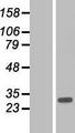ARL10 Protein - Western validation with an anti-DDK antibody * L: Control HEK293 lysate R: Over-expression lysate