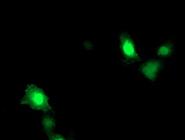 ARL11 Antibody - Anti-ARL11 mouse monoclonal antibody immunofluorescent staining of COS7 cells transiently transfected by pCMV6-ENTRY ARL11.
