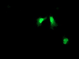 ARL11 Antibody - Anti-ARL11 mouse monoclonal antibody immunofluorescent staining of COS7 cells transiently transfected by pCMV6-ENTRY ARL11.
