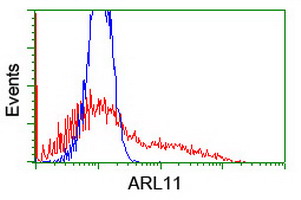 ARL11 Antibody - HEK293T cells transfected with either overexpress plasmid (Red) or empty vector control plasmid (Blue) were immunostained by anti-ARL11 antibody, and then analyzed by flow cytometry.