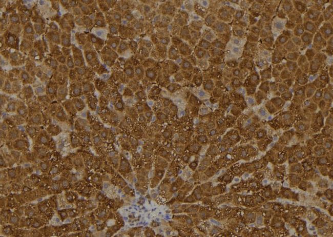 ARL11 Antibody - 1:100 staining rat liver tissue by IHC-P. The sample was formaldehyde fixed and a heat mediated antigen retrieval step in citrate buffer was performed. The sample was then blocked and incubated with the antibody for 1.5 hours at 22°C. An HRP conjugated goat anti-rabbit antibody was used as the secondary.
