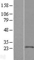 ARL11 Protein - Western validation with an anti-DDK antibody * L: Control HEK293 lysate R: Over-expression lysate