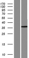 ARL13A Protein - Western validation with an anti-DDK antibody * L: Control HEK293 lysate R: Over-expression lysate