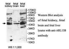 ARL13B Antibody - Western blot of ARL13B antibody