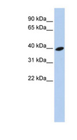 ARL13B Antibody - ARL13B antibody Western blot of 721_B cell lysate. This image was taken for the unconjugated form of this product. Other forms have not been tested.