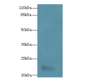 ARL14 Antibody - Western blot. All lanes: ARL14 antibody at 0.3 ug/ml+ MCF7 whole cell lysate Goat polyclonal to rabbit at 1:10000 dilution. Predicted band size: 22 kDa. Observed band size: 22 kDa.