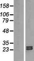 ARL15 Protein - Western validation with an anti-DDK antibody * L: Control HEK293 lysate R: Over-expression lysate