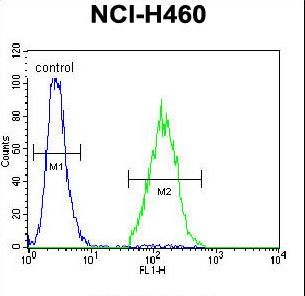 ARL17A Antibody - ARL17P1 Antibody flow cytometry of NCI-H460 cells (right histogram) compared to a negative control cell (left histogram). FITC-conjugated goat-anti-rabbit secondary antibodies were used for the analysis.