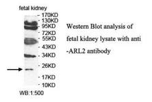 ARL2 Antibody - Western blot of ARL2 antibody