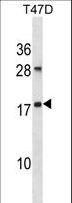 ARL2 Antibody - ARL2 Antibody western blot of T47D cell line lysates (35 ug/lane). The ARL2 antibody detected the ARL2 protein (arrow).