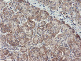 ARL2BP / BART Antibody - IHC of paraffin-embedded Human pancreas tissue using anti-ARL2BP mouse monoclonal antibody.
