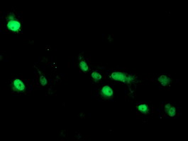 ARL2BP / BART Antibody - Anti-ARL2BP mouse monoclonal antibody immunofluorescent staining of COS7 cells transiently transfected by pCMV6-ENTRY ARL2BP.