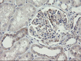 ARL2BP / BART Antibody - IHC of paraffin-embedded Human Kidney tissue using anti-ARL2BP mouse monoclonal antibody.