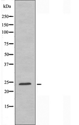 ARL2BP / BART Antibody - Western blot analysis of extracts of A549 cells using ARL2BP antibody.