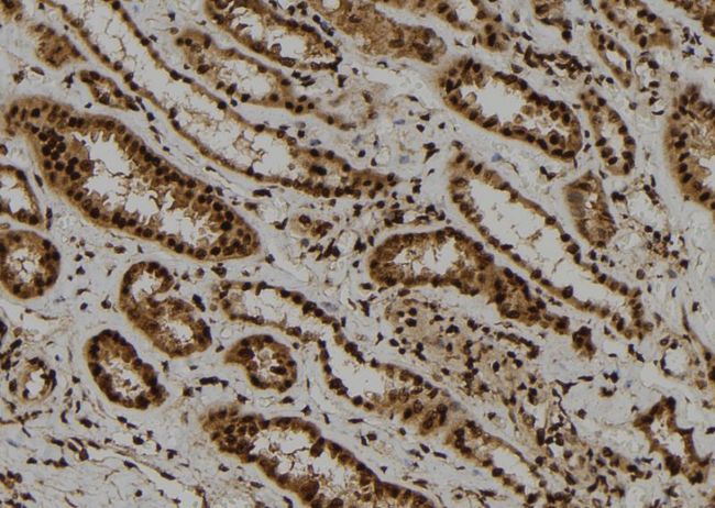 ARL4A / ARL4 Antibody - 1:100 staining human kidney tissue by IHC-P. The sample was formaldehyde fixed and a heat mediated antigen retrieval step in citrate buffer was performed. The sample was then blocked and incubated with the antibody for 1.5 hours at 22°C. An HRP conjugated goat anti-rabbit antibody was used as the secondary.