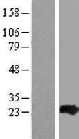 ARL4C Protein - Western validation with an anti-DDK antibody * L: Control HEK293 lysate R: Over-expression lysate