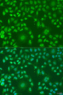 ARL6 Antibody - Immunofluorescence analysis of U2OS cells using ARL6 antibody at dilution of 1:100. Blue: DAPI for nuclear staining.