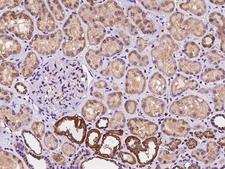 ARL6 Antibody - Immunochemical staining of human ARL6 in human kidney with rabbit polyclonal antibody at 1:100 dilution, formalin-fixed paraffin embedded sections.
