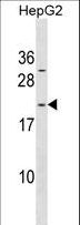 ARL6IP1 / ARMER Antibody - ARL6IP1 Antibody western blot of HepG2 cell line lysates (35 ug/lane). The ARL6IP1 antibody detected the ARL6IP1 protein (arrow).