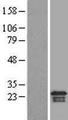 ARL6IP1 / ARMER Protein - Western validation with an anti-DDK antibody * L: Control HEK293 lysate R: Over-expression lysate