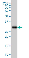 ARL6IP4 Antibody - ARL6IP4 monoclonal antibody (M09), clone 5E5 Western blot of ARL6IP4 expression in HeLa NE.
