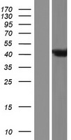 ARL6IP4 Protein - Western validation with an anti-DDK antibody * L: Control HEK293 lysate R: Over-expression lysate