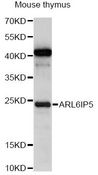 ARL6IP5 Antibody - Western blot analysis of extracts of mouse thymus, using ARL6IP5 antibody at 1:1000 dilution. The secondary antibody used was an HRP Goat Anti-Rabbit IgG (H+L) at 1:10000 dilution. Lysates were loaded 25ug per lane and 3% nonfat dry milk in TBST was used for blocking. An ECL Kit was used for detection and the exposure time was 5s.