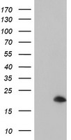 ARL8 / ARL5B Antibody - HEK293T cells were transfected with the pCMV6-ENTRY control (Left lane) or pCMV6-ENTRY ARL5B (Right lane) cDNA for 48 hrs and lysed. Equivalent amounts of cell lysates (5 ug per lane) were separated by SDS-PAGE and immunoblotted with anti-ARL5B.