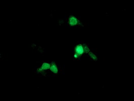 ARL8 / ARL5B Antibody - Anti-ARL5B mouse monoclonal antibody immunofluorescent staining of COS7 cells transiently transfected by pCMV6-ENTRY ARL5B.