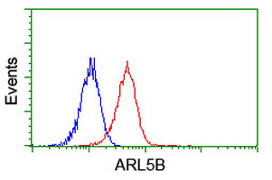 ARL8 / ARL5B Antibody - Flow cytometry of Jurkat cells, using anti-ARL5B antibody (Red), compared to a nonspecific negative control antibody (Blue).