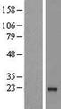ARL8 / ARL5B Protein - Western validation with an anti-DDK antibody * L: Control HEK293 lysate R: Over-expression lysate
