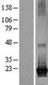 ARL8A Protein - Western validation with an anti-DDK antibody * L: Control HEK293 lysate R: Over-expression lysate