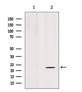 ARL8B Antibody - Western blot analysis of extracts of 3T3 cells using ARL8B antibody. Lane 1 was treated with the blocking peptide.