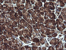 ARMC1 Antibody - IHC of paraffin-embedded Human pancreas tissue using anti-ARMC1 mouse monoclonal antibody.