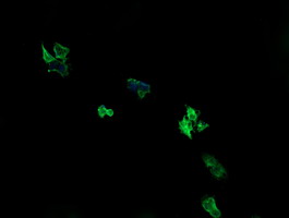ARMC1 Antibody - Anti-ARMC1 mouse monoclonal antibody immunofluorescent staining of COS7 cells transiently transfected by pCMV6-ENTRY ARMC1.