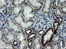 ARMC1 Antibody - IHC of paraffin-embedded Human Kidney tissue using anti-ARMC1 mouse monoclonal antibody.