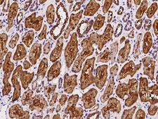 ARMC1 Antibody - Immunochemical staining of human ARMC1 in human kidney with rabbit polyclonal antibody at 1:100 dilution, formalin-fixed paraffin embedded sections.