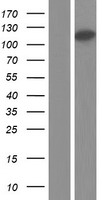 ARMC4 Protein - Western validation with an anti-DDK antibody * L: Control HEK293 lysate R: Over-expression lysate