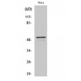 ARMC6 Antibody - Western blot of ARMC6 antibody