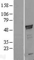 ARMC6 Protein - Western validation with an anti-DDK antibody * L: Control HEK293 lysate R: Over-expression lysate